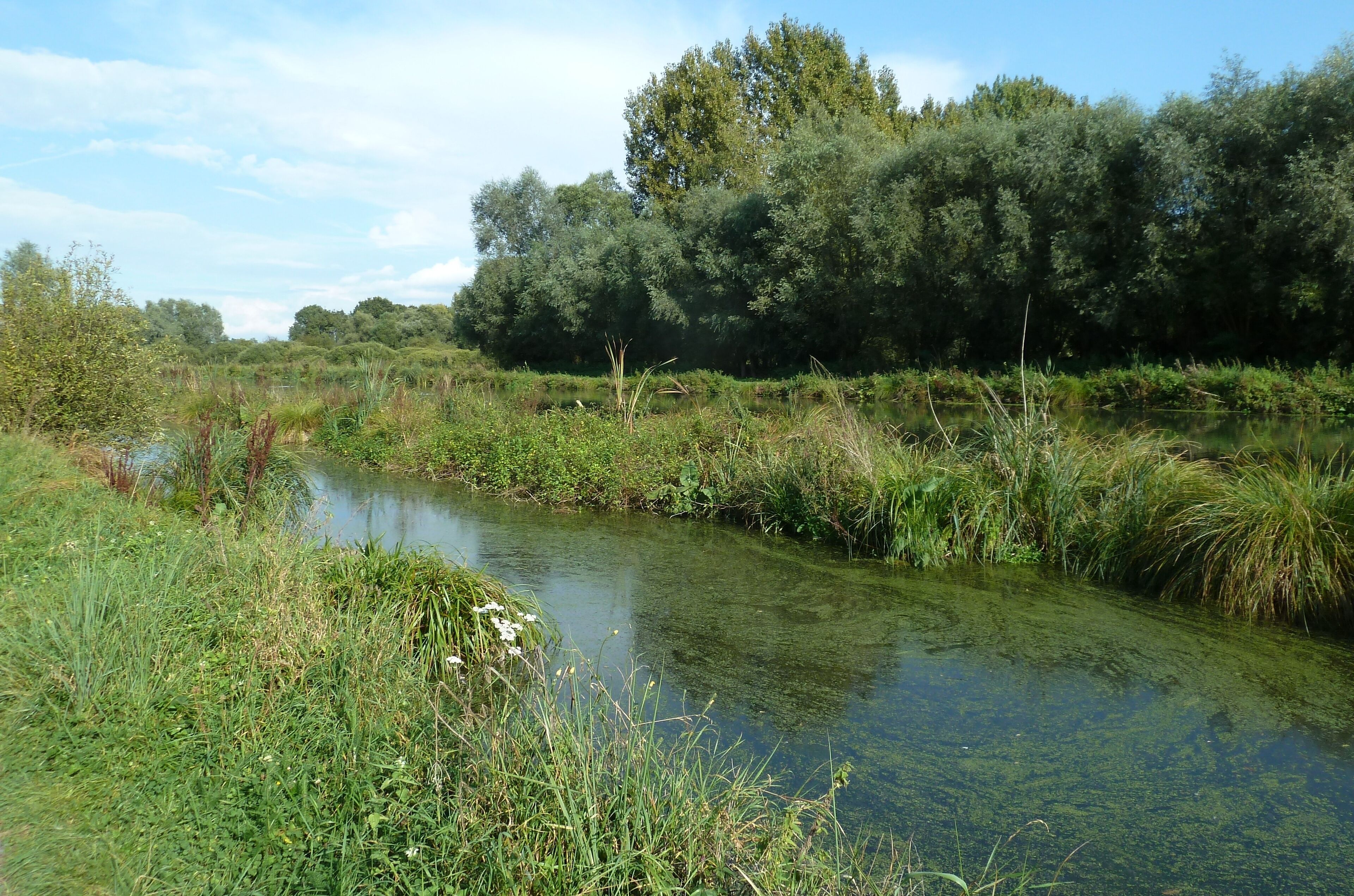 A narrow waterway flanked by dense greenery and trees.