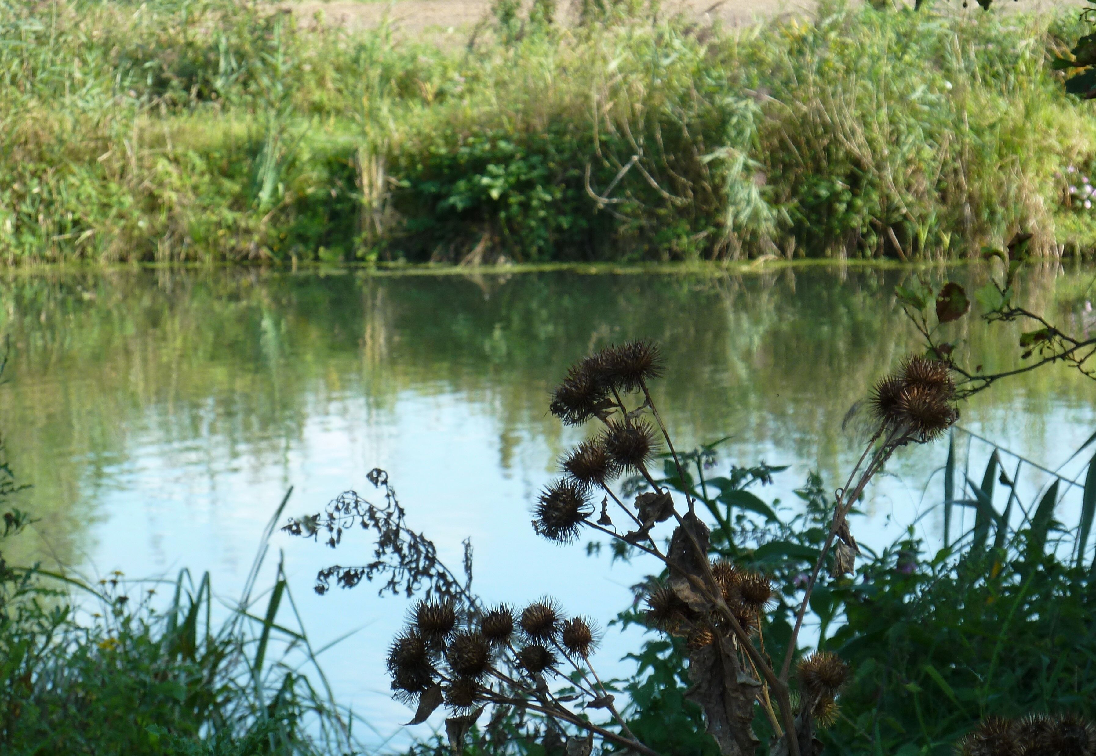 Bog of Vred, north of france, natural reserve.