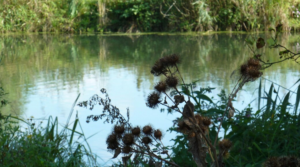 Bog of Vred, north of france, natural reserve.