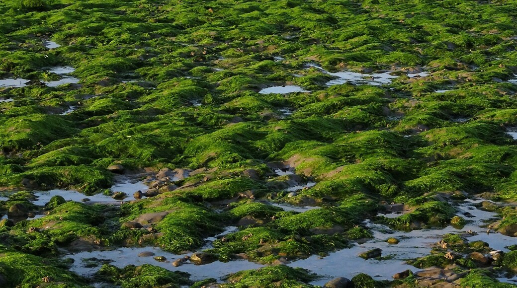 The bay of the 2 Caps at low tide. At the horizon: Cap Blanc Nez. #OpalCoast #Nature #Trovember