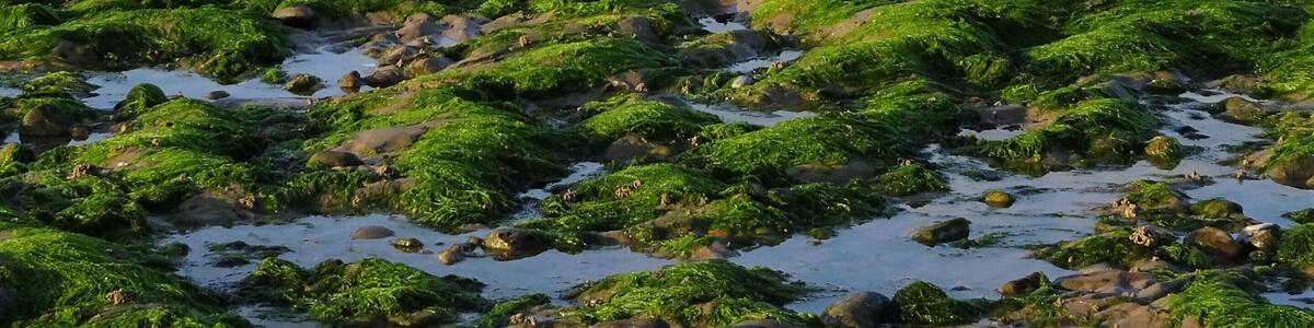 The bay of the 2 Caps at low tide. At the horizon: Cap Blanc Nez. #OpalCoast #Nature #Trovember