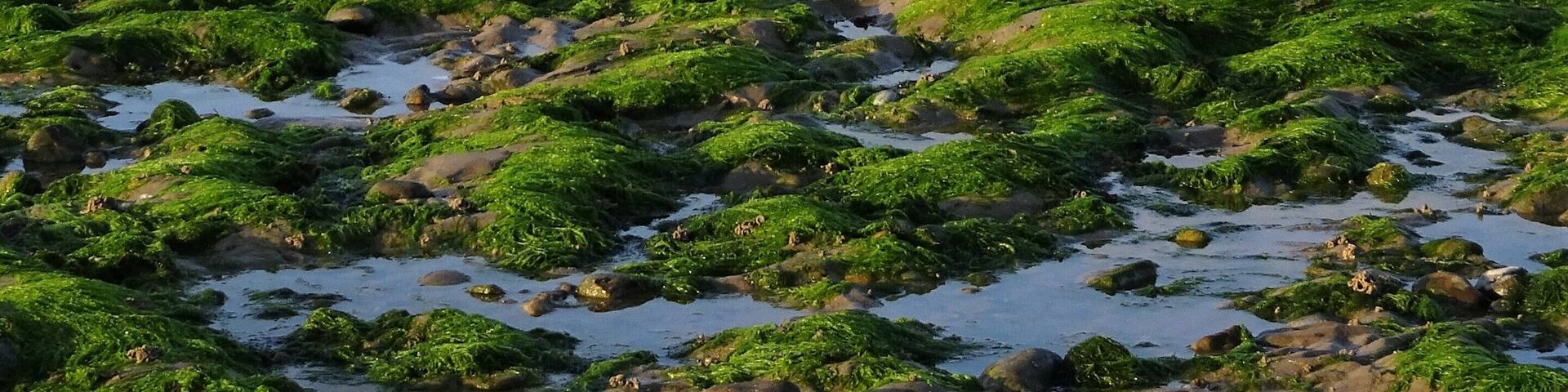 The bay of the 2 Caps at low tide. At the horizon: Cap Blanc Nez. #OpalCoast #Nature #Trovember