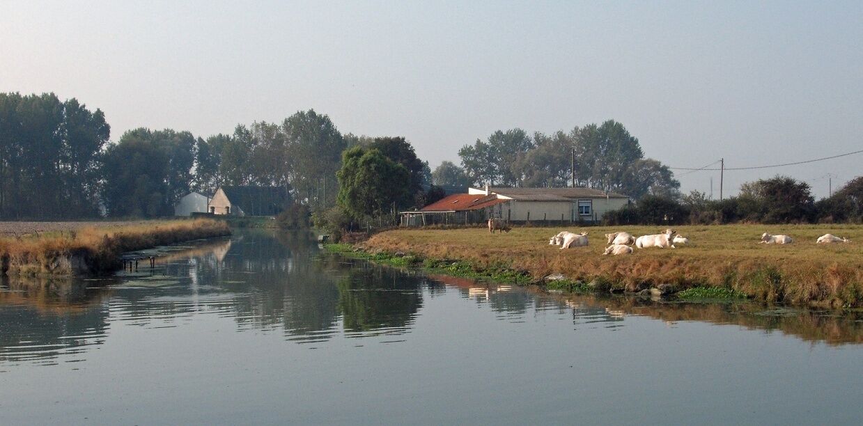 A calm river with a house and cows on the bank.