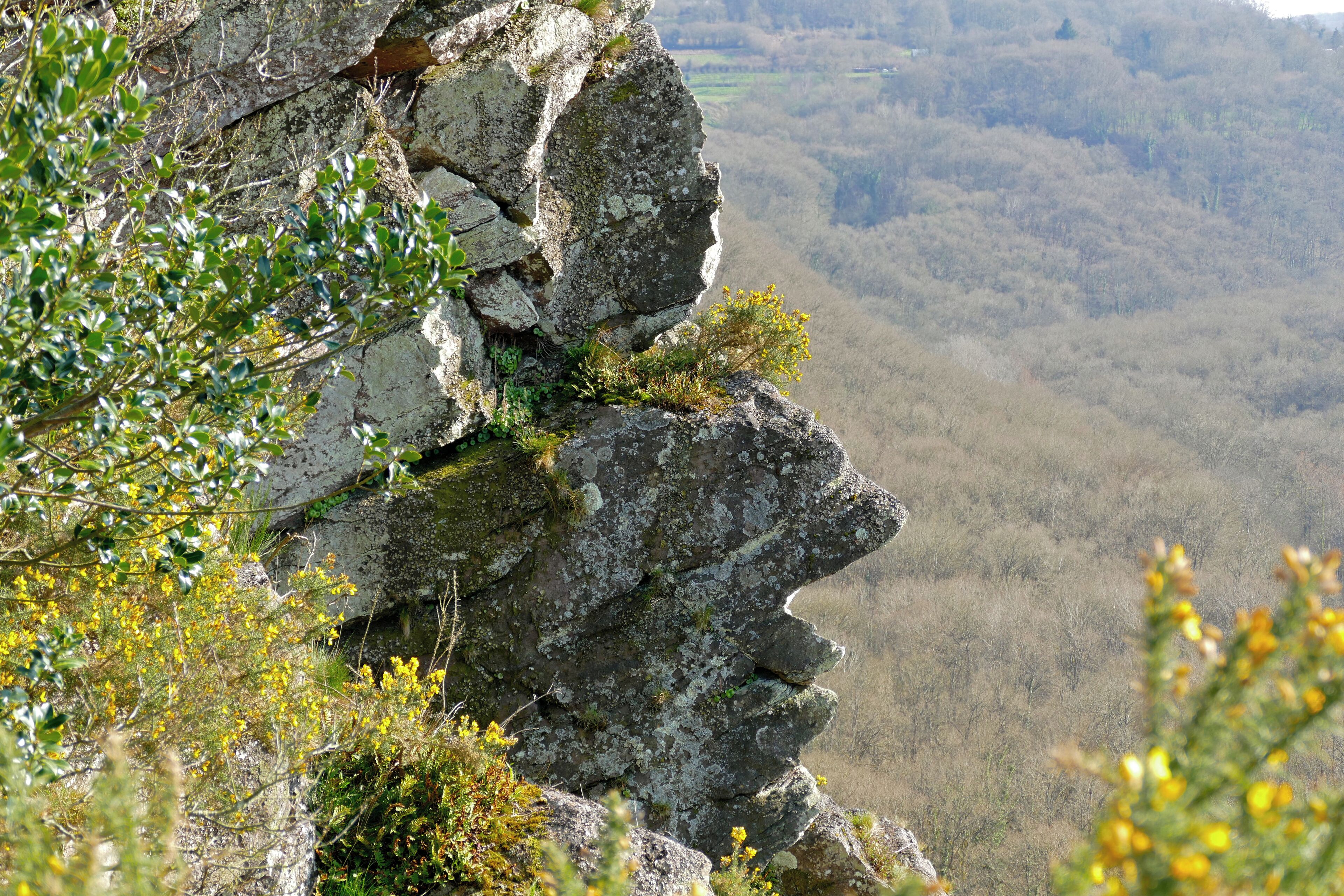A rocky cliff with green foliage and yellow flowers.