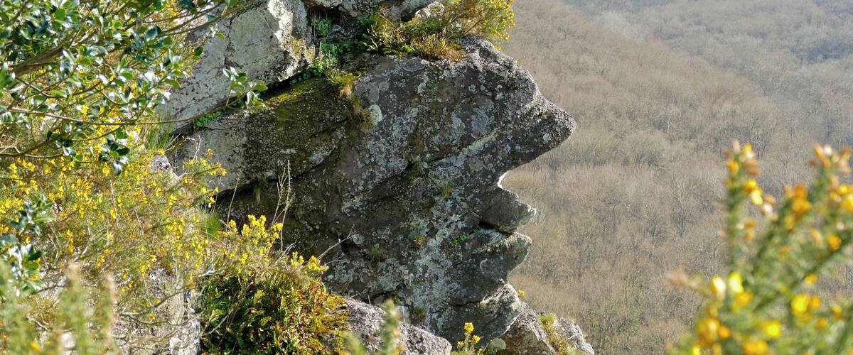 A rocky cliff with green foliage and yellow flowers.
