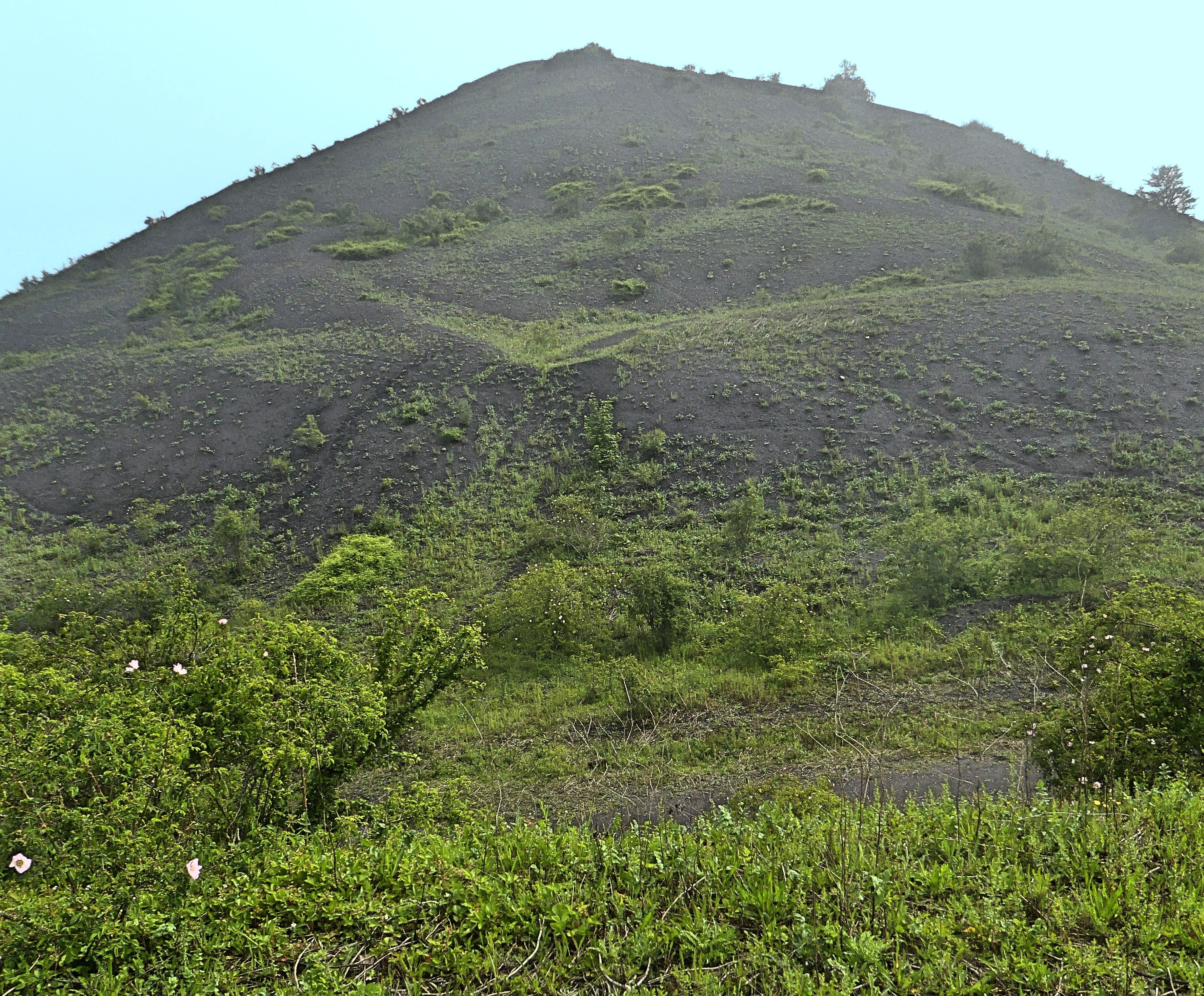 A grassy hill with sparse vegetation and a clear sky.