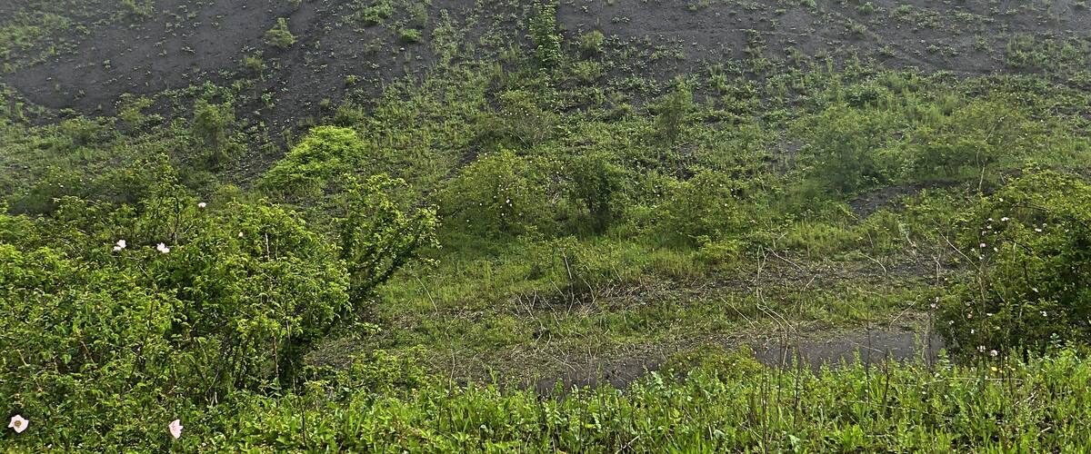 A grassy hill with sparse vegetation and a clear sky.
