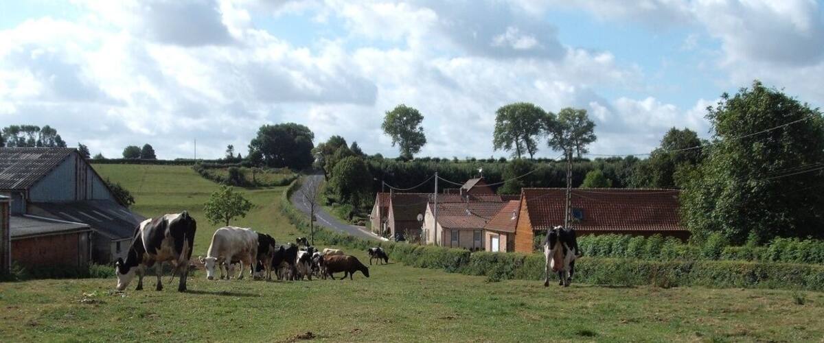A rural landscape with a herd of cows grazing, houses, and a winding road.