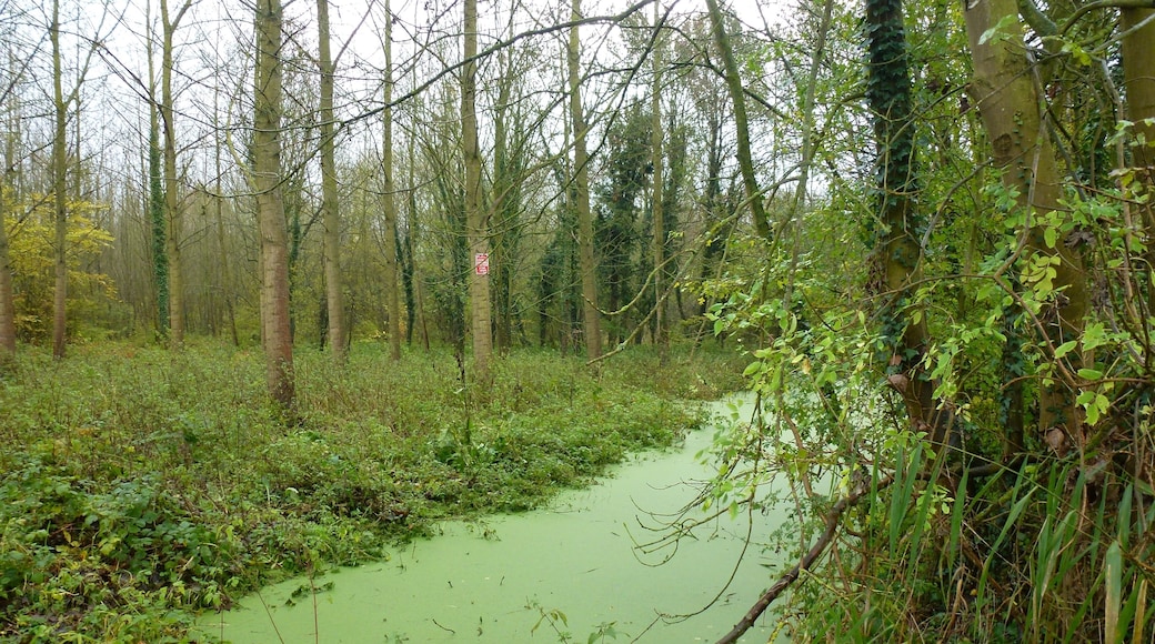 L'étang et le terril des Argales Rieulay Nord région "Hauts de France" (Nord-Pas-de-Calais-Picardie).