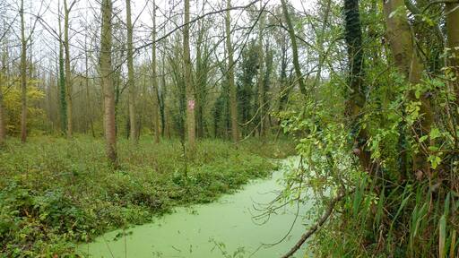 L'étang et le terril des Argales Rieulay Nord région "Hauts de France" (Nord-Pas-de-Calais-Picardie).