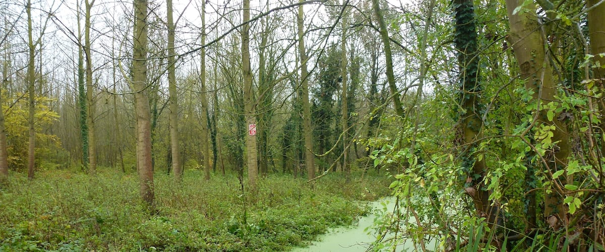 A forested area with a narrow water channel surrounded by dense vegetation and trees.