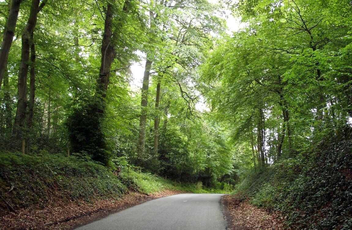 A narrow, winding road through a dense forest with tall trees and lush greenery.