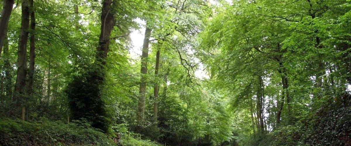 A narrow, winding road through a dense forest with tall trees and lush greenery.
