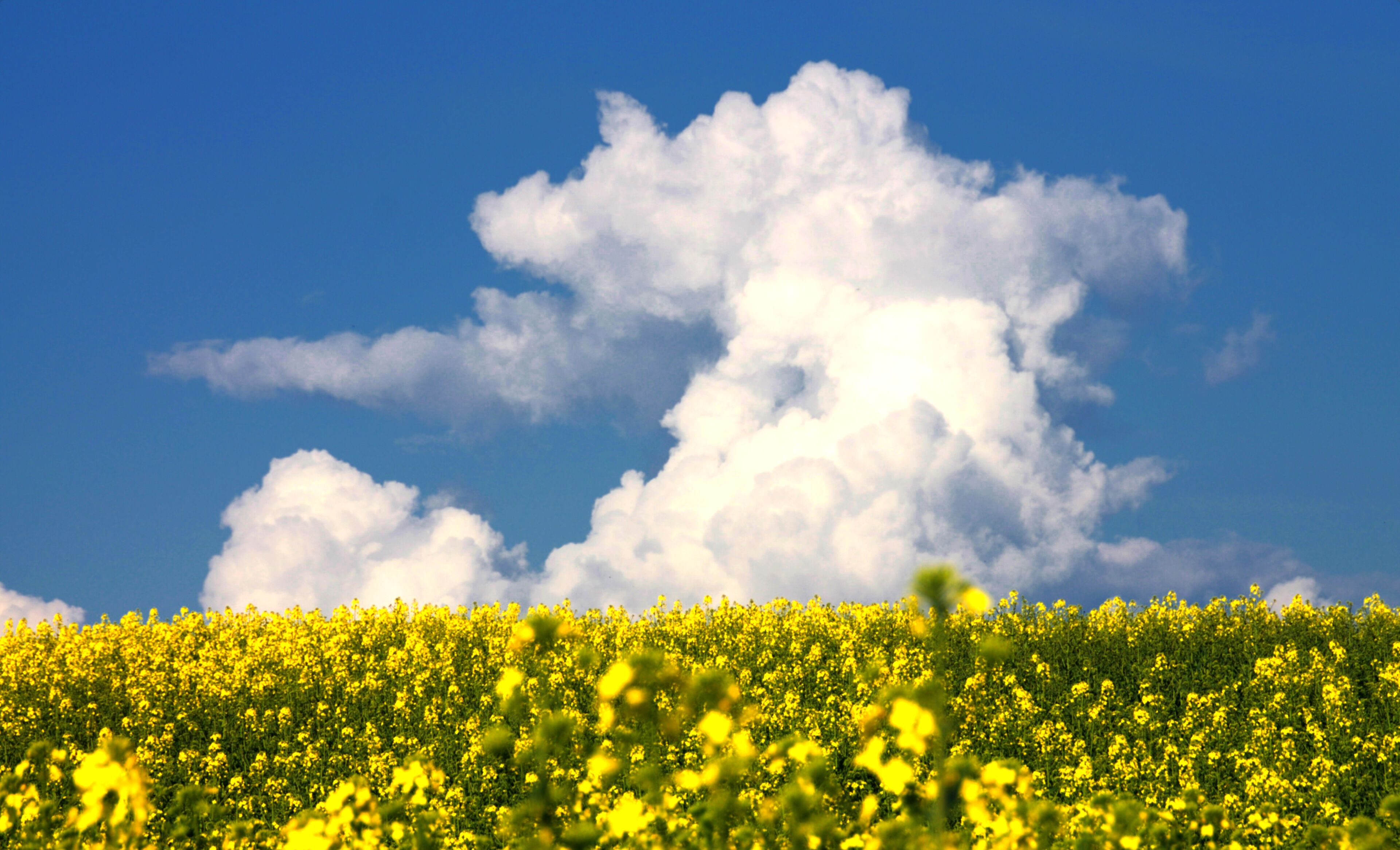 A field of yellow flowers under a blue sky with white clouds.