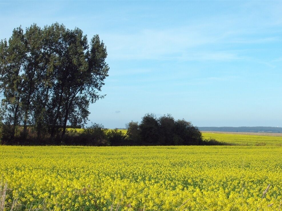 A field of yellow flowers with trees in the background.