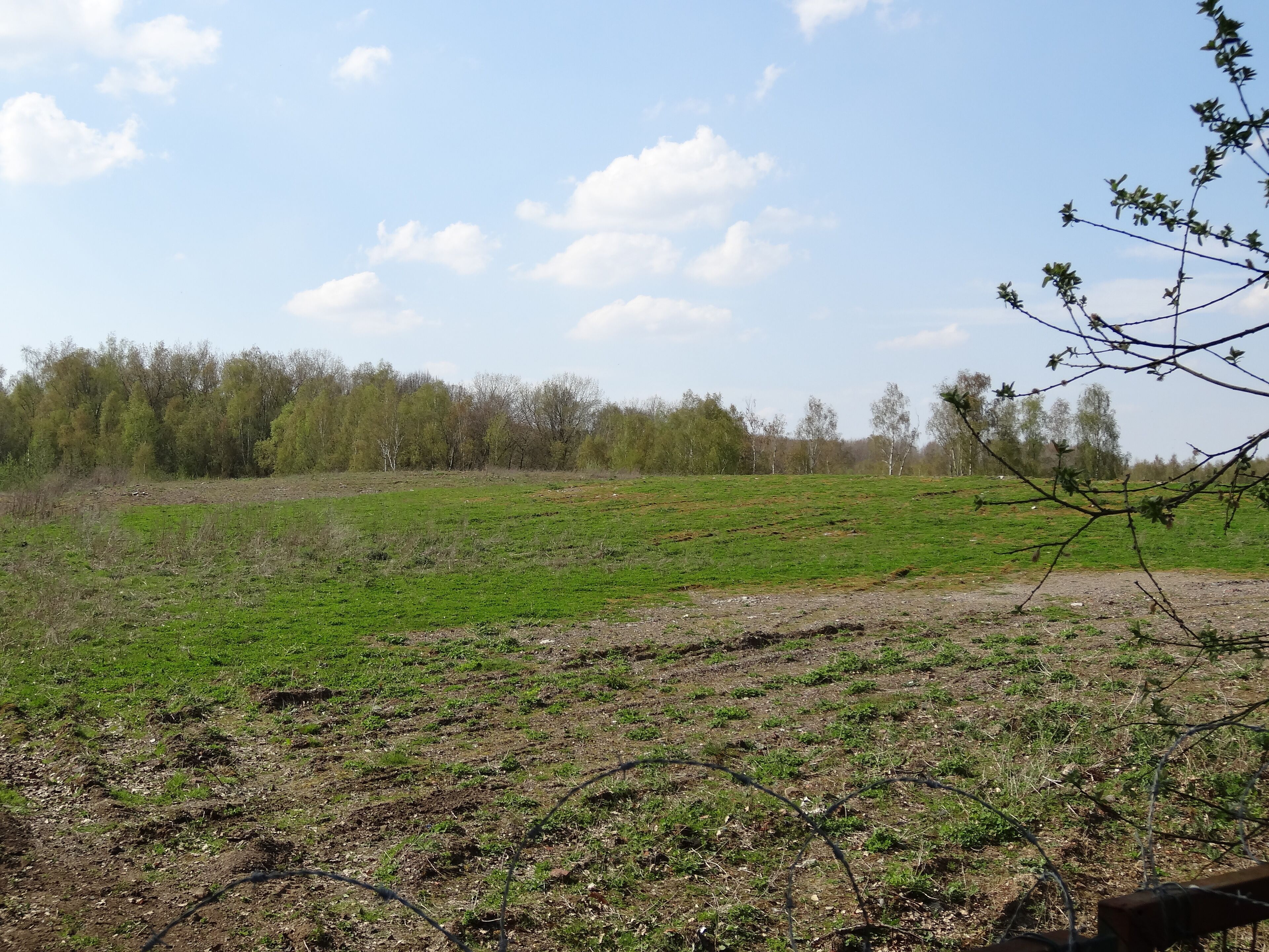 A grassy field with a dirt path and trees in the background.