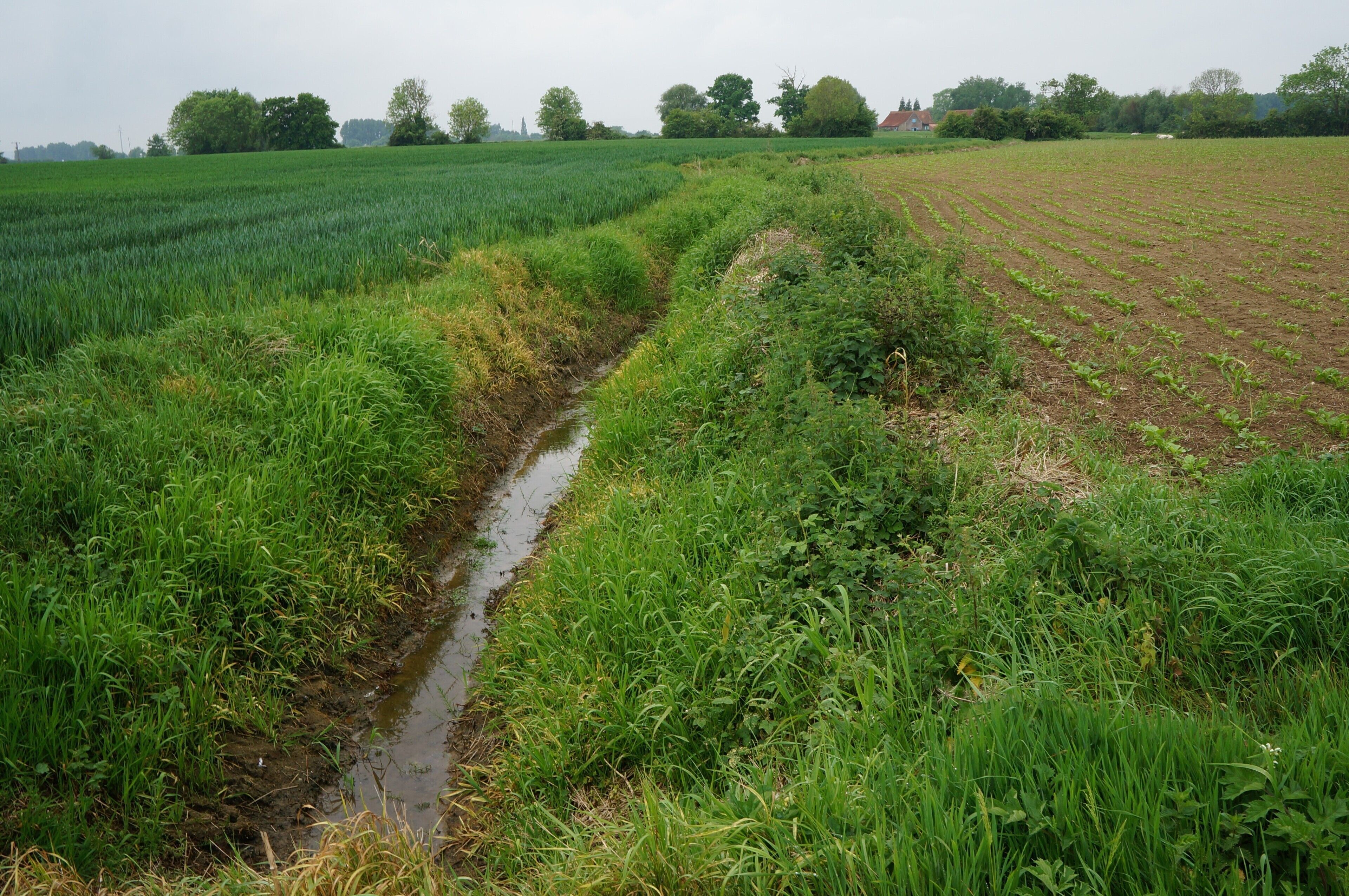 Becque de Braems Herzeele.- Nord (département français)