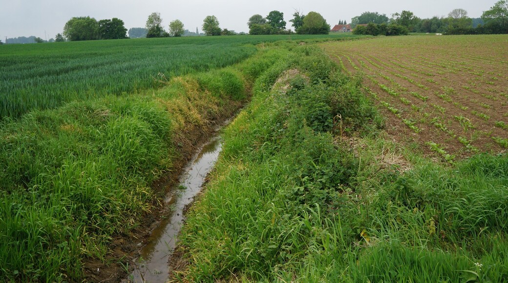 Becque de Braems Herzeele.- Nord (département français)