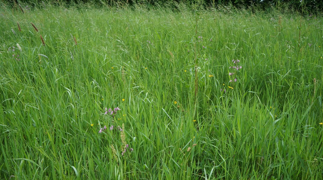 La Réserve naturelle régionale du vallon de la Petite Becque.- Le Circuit des 5 Becques Herzeele.- Nord (département français)