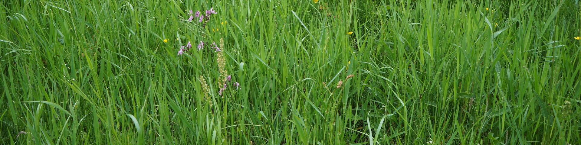 La Réserve naturelle régionale du vallon de la Petite Becque.- Le Circuit des 5 Becques Herzeele.- Nord (département français)