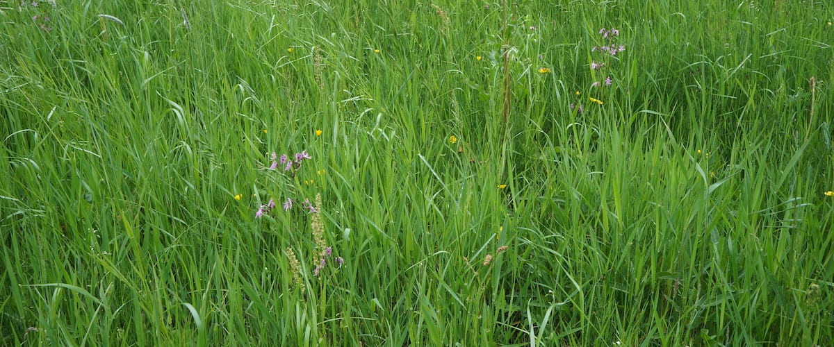 A field of tall green grass with scattered wildflowers.