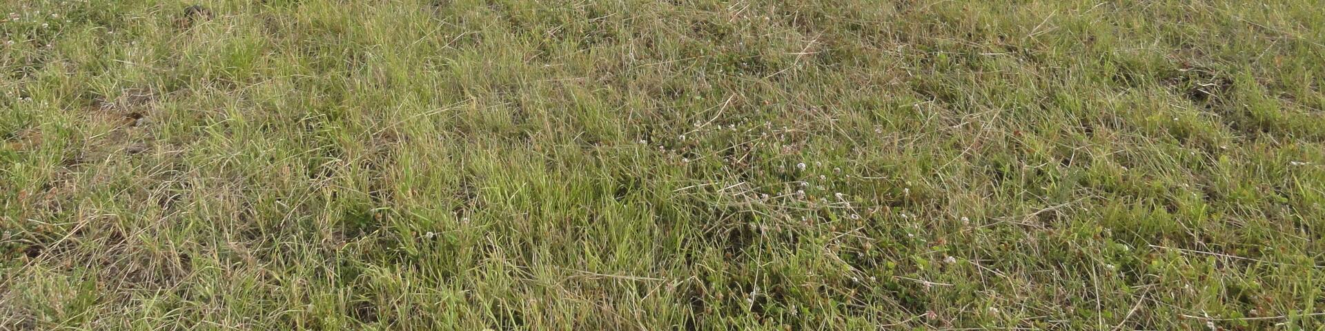 Saint-Thomas (Aisne) camp des Romains