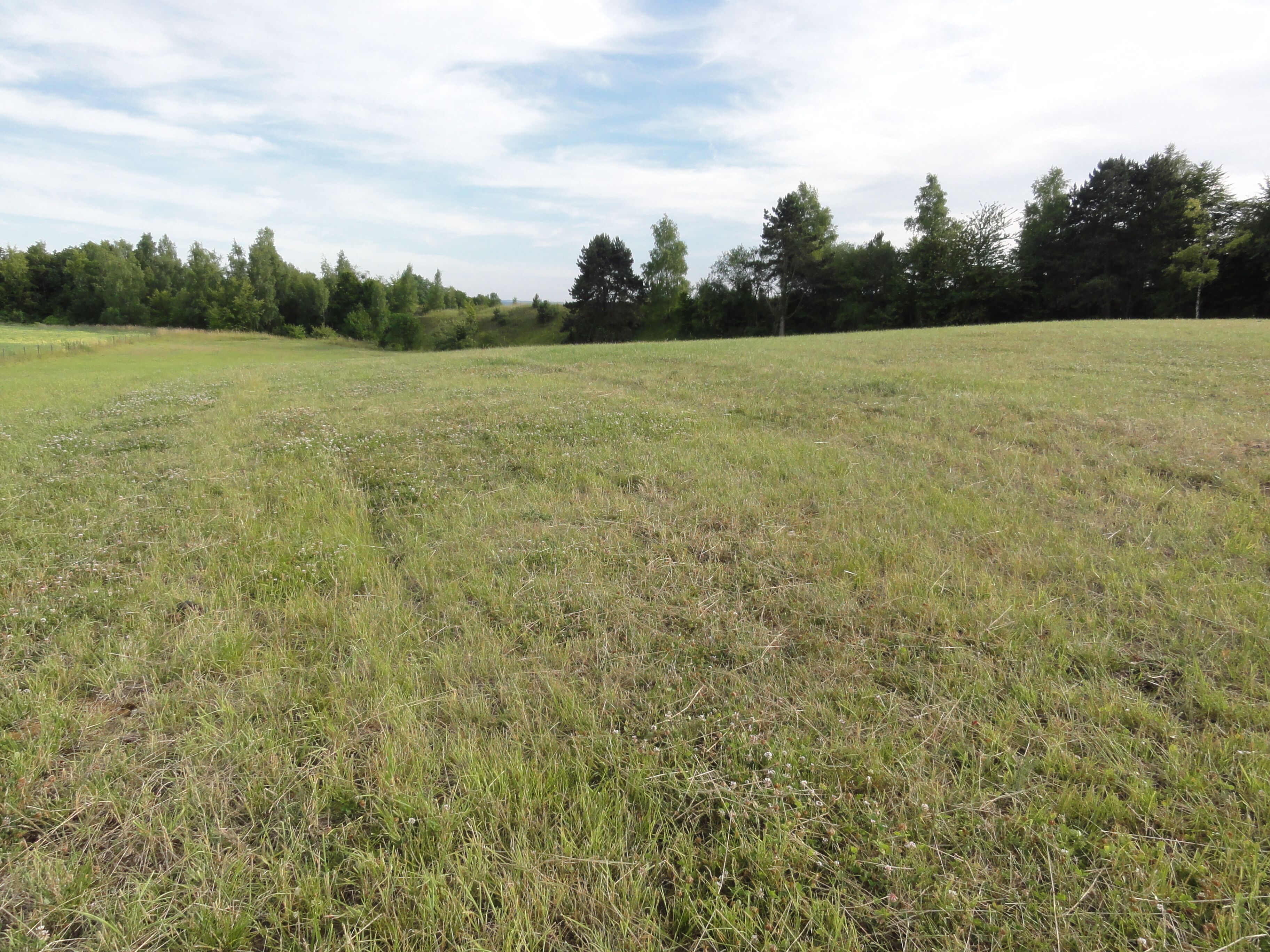 A grassy field with trees in the background.