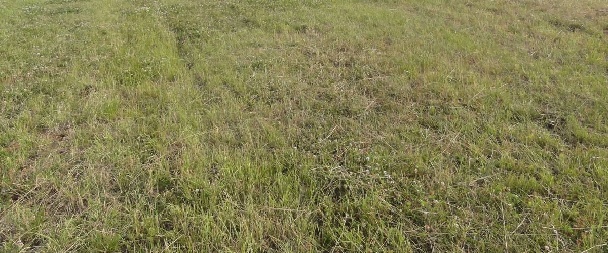 A grassy field with trees in the background.