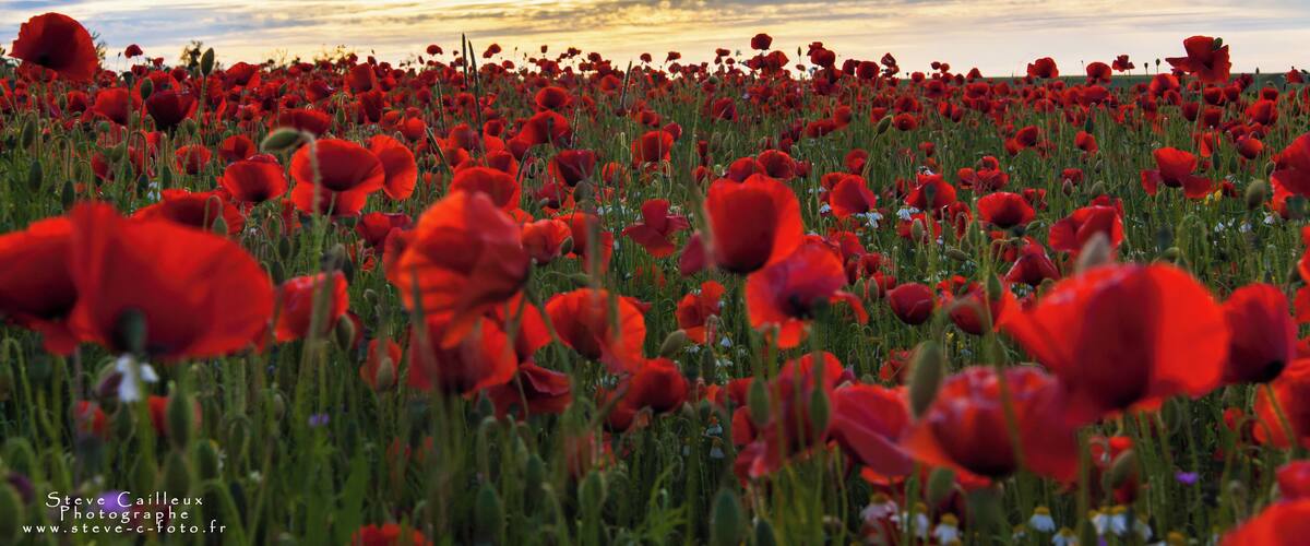 A field of red poppies at sunset.