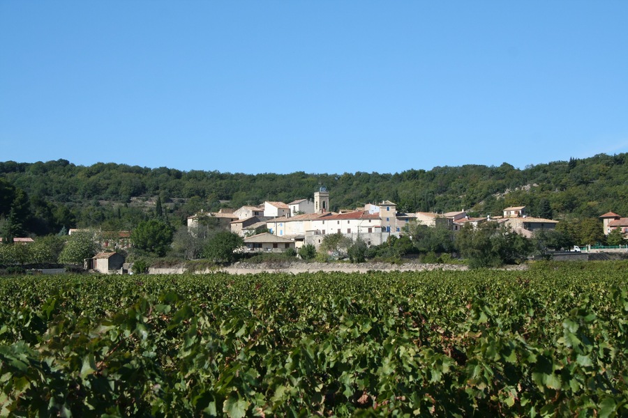 A vineyard with rows of grapevines in the foreground and a village with buildings and a church in the background.