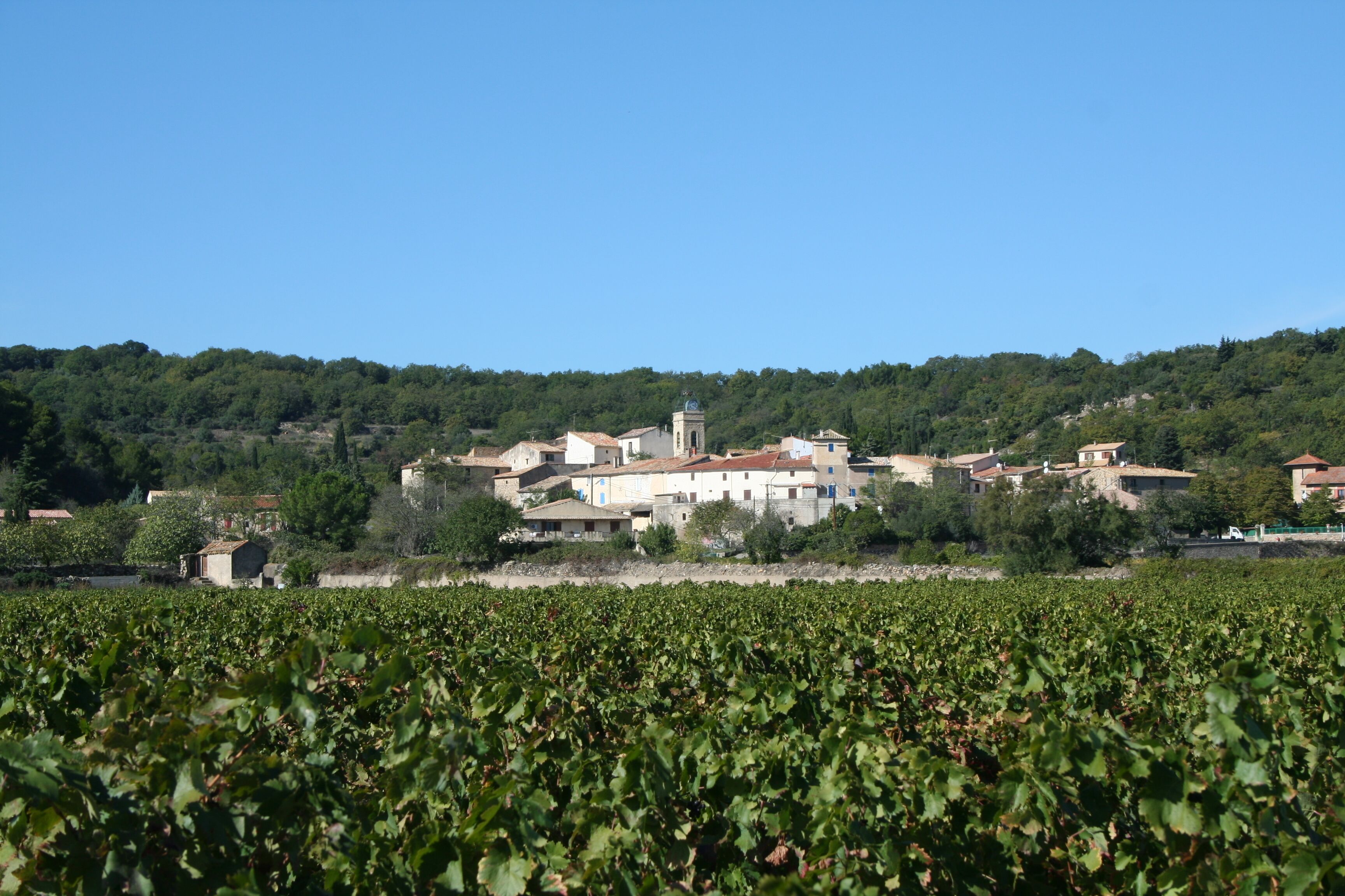 A vineyard with rows of grapevines in the foreground and a village with buildings and a church in the background.