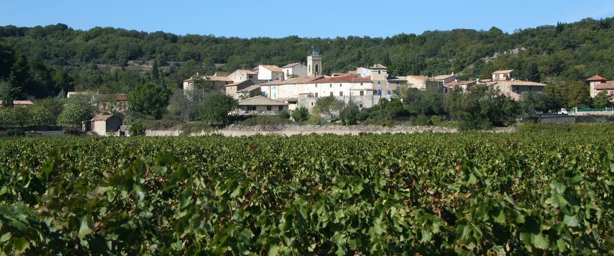 A vineyard with rows of grapevines in the foreground and a village with buildings and a church in the background.