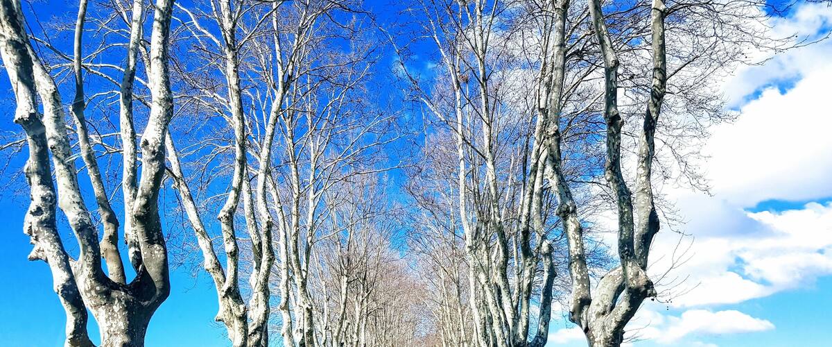 A road lined with tall, leafless trees under a clear blue sky.