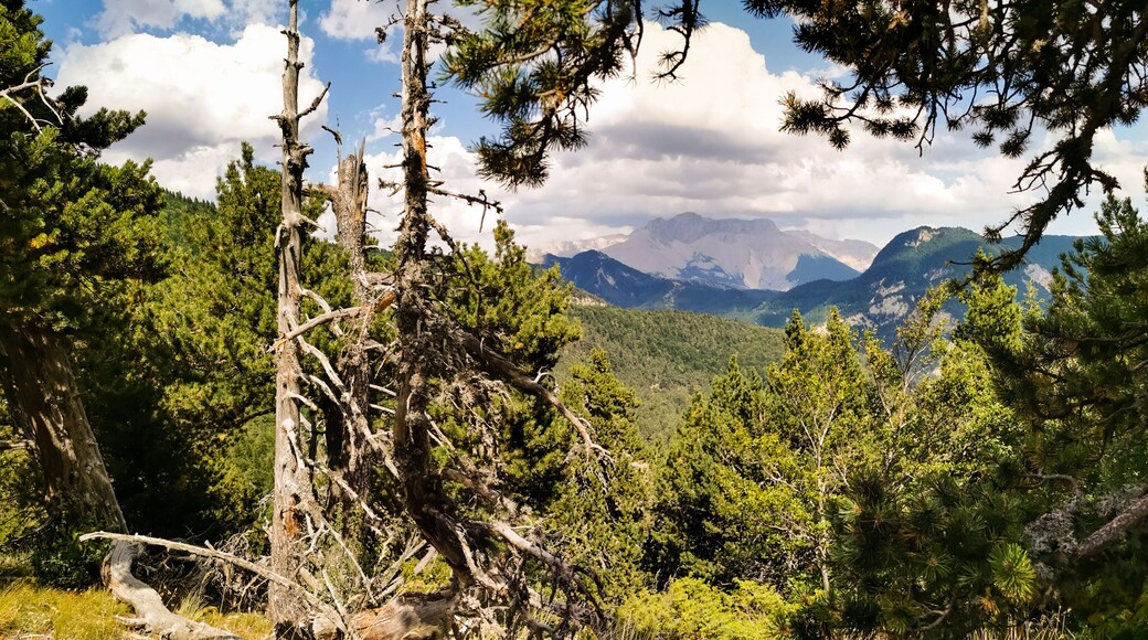Paysage de montagne, Forêt de Durbon, Durbon, Durbonas, Hautes-Alpes, Provence-Alpes-Côte d'Azur, France