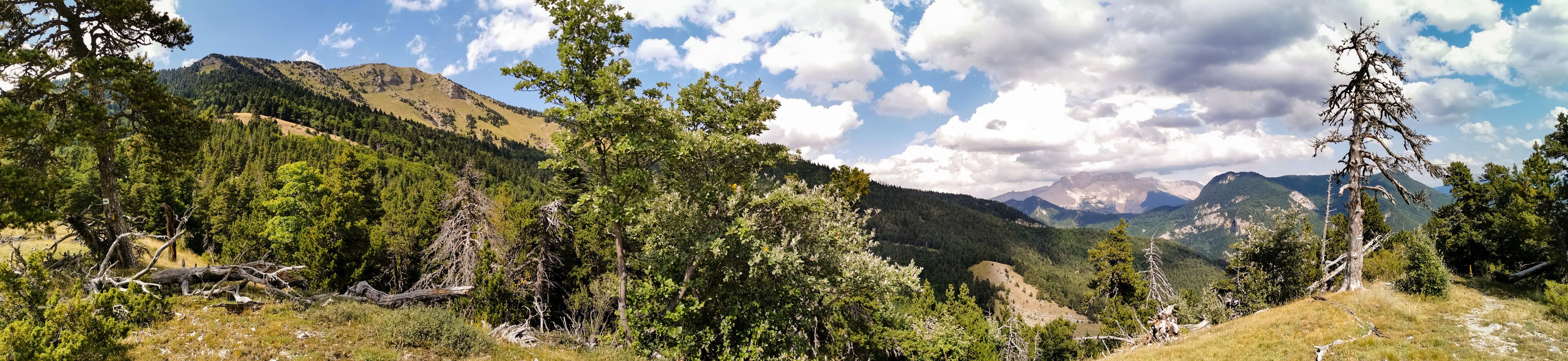 Paysage de montagne, Montagne Durbonas, Forêt de Durbon, Durbon, Durbonas, Hautes-Alpes, Provence-Alpes-Côte d'Azur, France