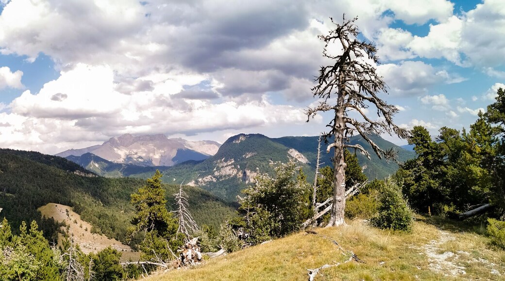 Paysage de montagne, Montagne Durbonas, Forêt de Durbon, Durbon, Durbonas, Hautes-Alpes, Provence-Alpes-Côte d'Azur, France