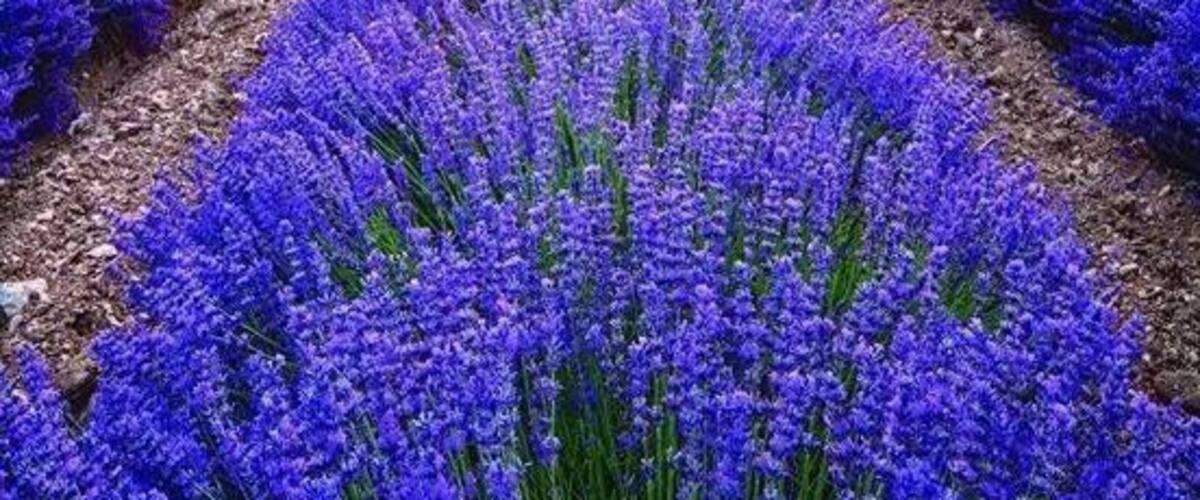 Lavandula (lavender) fields in Provence .Just a Stunning view and fantastic part of France