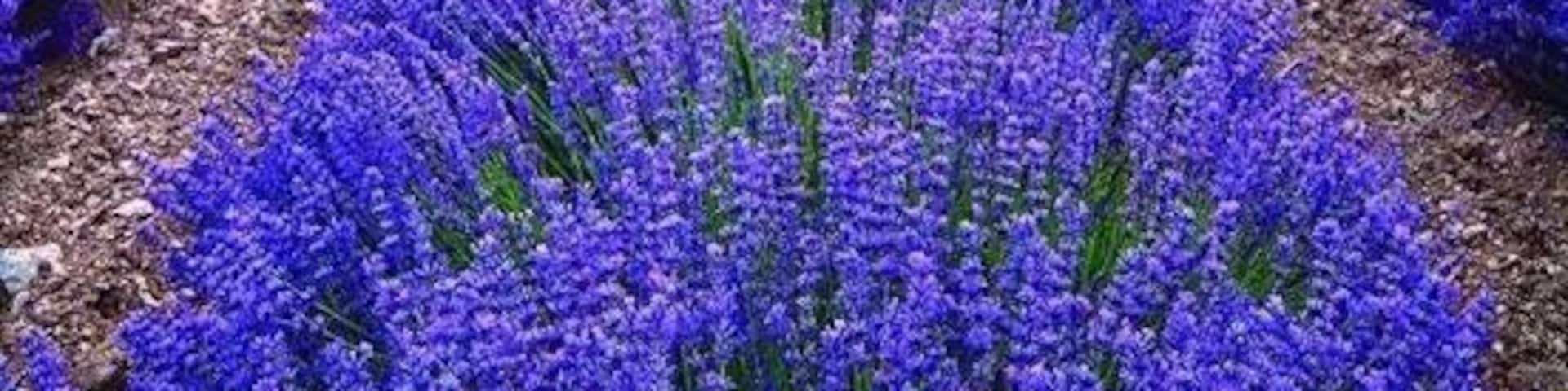 Lavandula (lavender) fields in Provence .Just a Stunning view and fantastic part of France