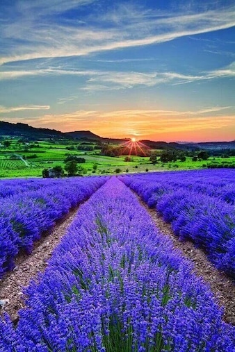 Lavandula (lavender) fields in Provence .Just a Stunning view and fantastic part of France