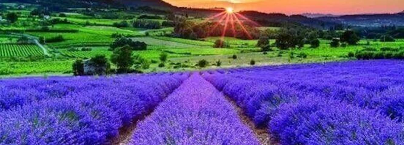 Lavandula (lavender) fields in Provence .Just a Stunning view and fantastic part of France