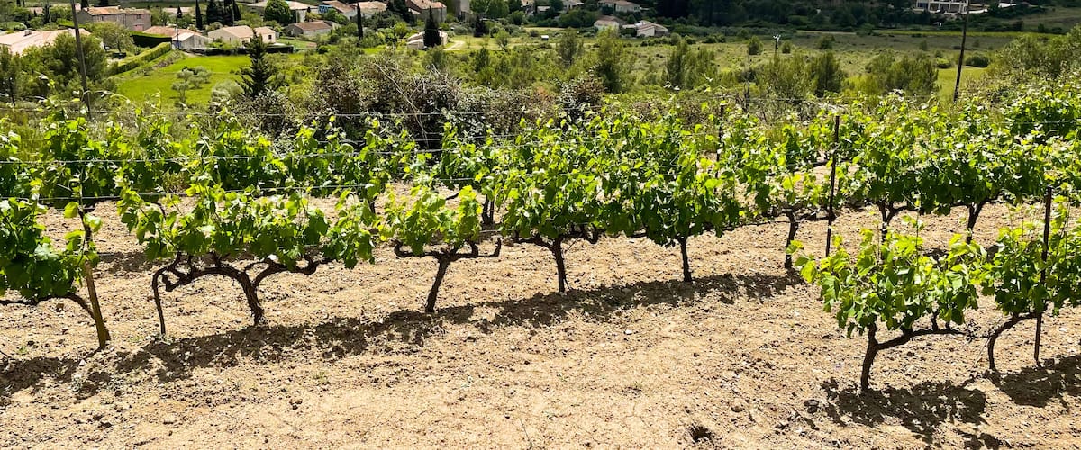 A vineyard with rows of grapevines, a rural landscape, and distant mountains.