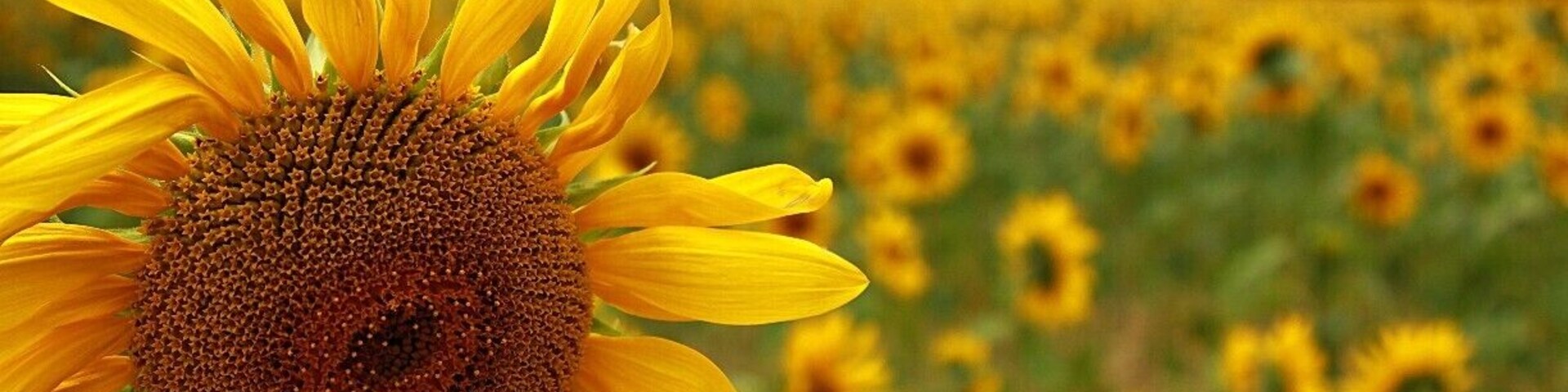 "True Friends are like bright sunflowers. that never fade away over distance or time."
This lovely sunflower field was something that we chanced upon, when we were driving from Gordes towards Nice through the forest reserve. Miles and miles of golden sunflowers dancing in the sun.
#