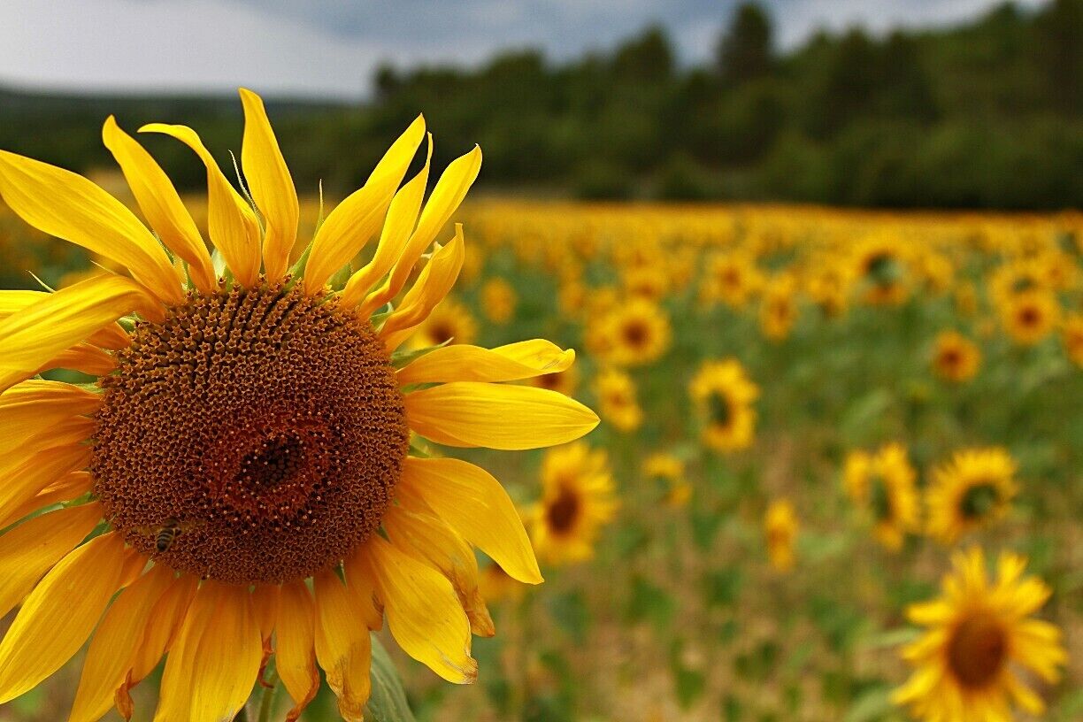 A close-up of a sunflower with a field of sunflowers in the background.