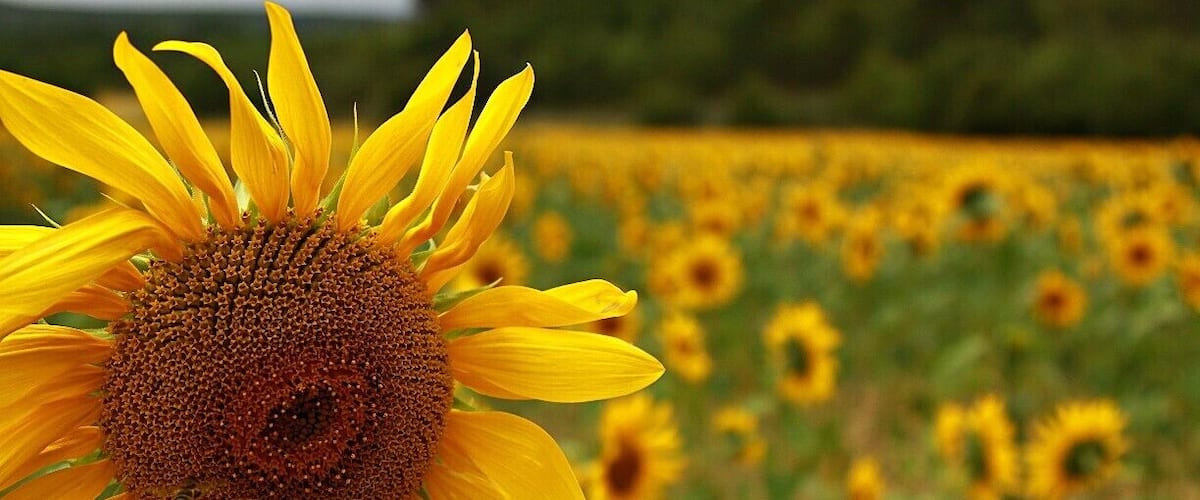 A close-up of a sunflower with a field of sunflowers in the background.