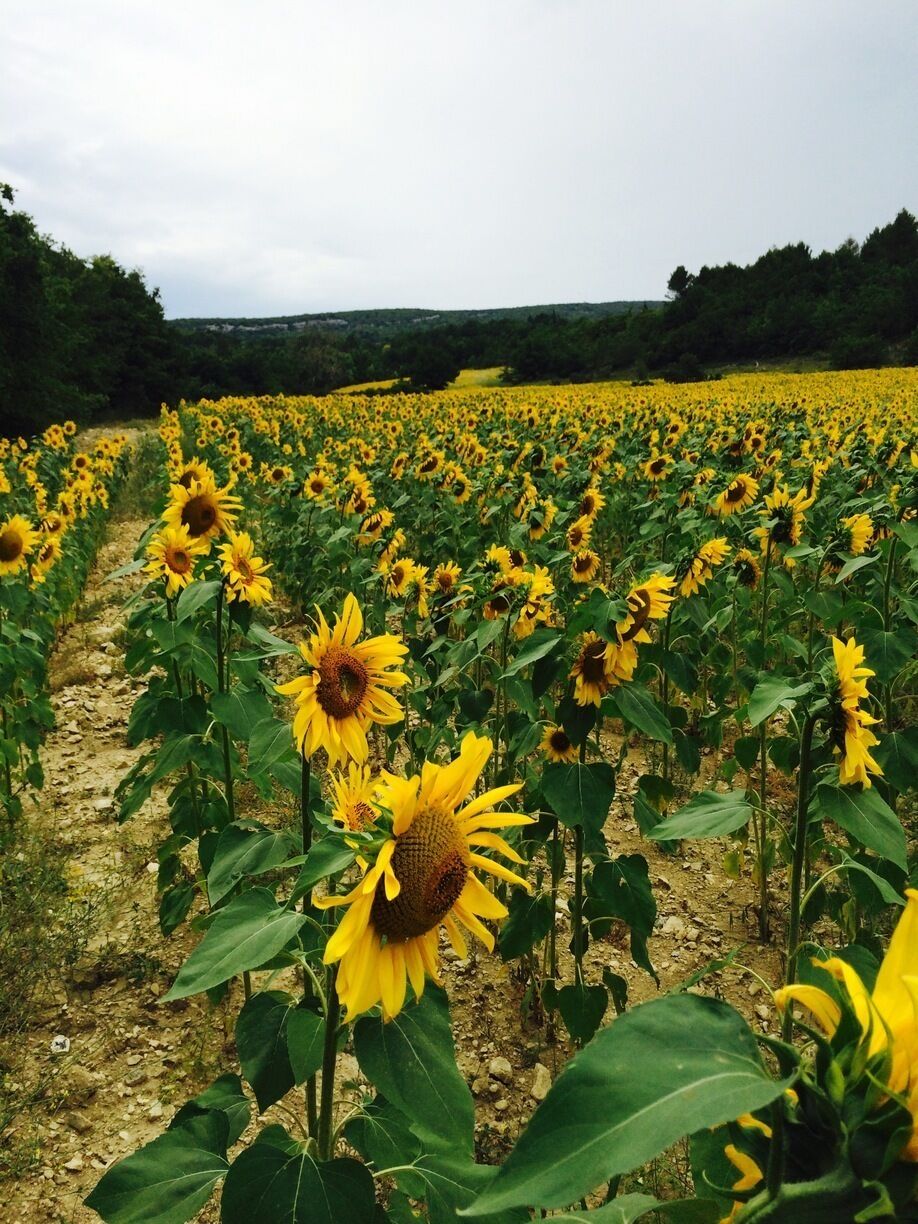 #troverdetour
A host of golden sunflowers dancing in the summer breeze. While driving from the Senanque Abbey, Gordes, towards Nice through the French Alps, we came across this field of sunflowers that stretched for mike and miles... A sight to behold! 