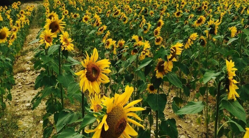 #troverdetour
A host of golden sunflowers dancing in the summer breeze. While driving from the Senanque Abbey, Gordes, towards Nice through the French Alps, we came across this field of sunflowers that stretched for mike and miles... A sight to behold!