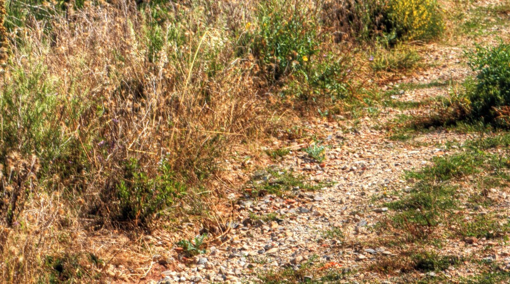 Ruine from Chateau de Malavielle,