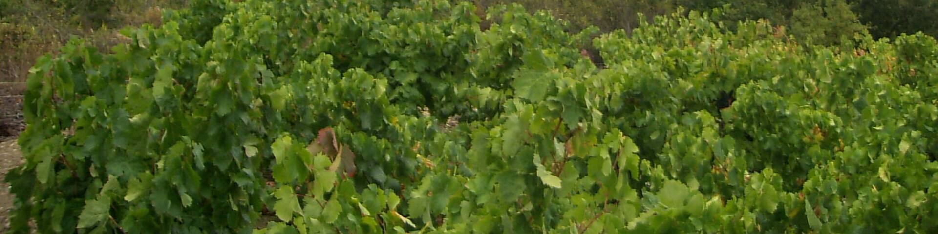 Quintillan, Vue depuis le nord-est