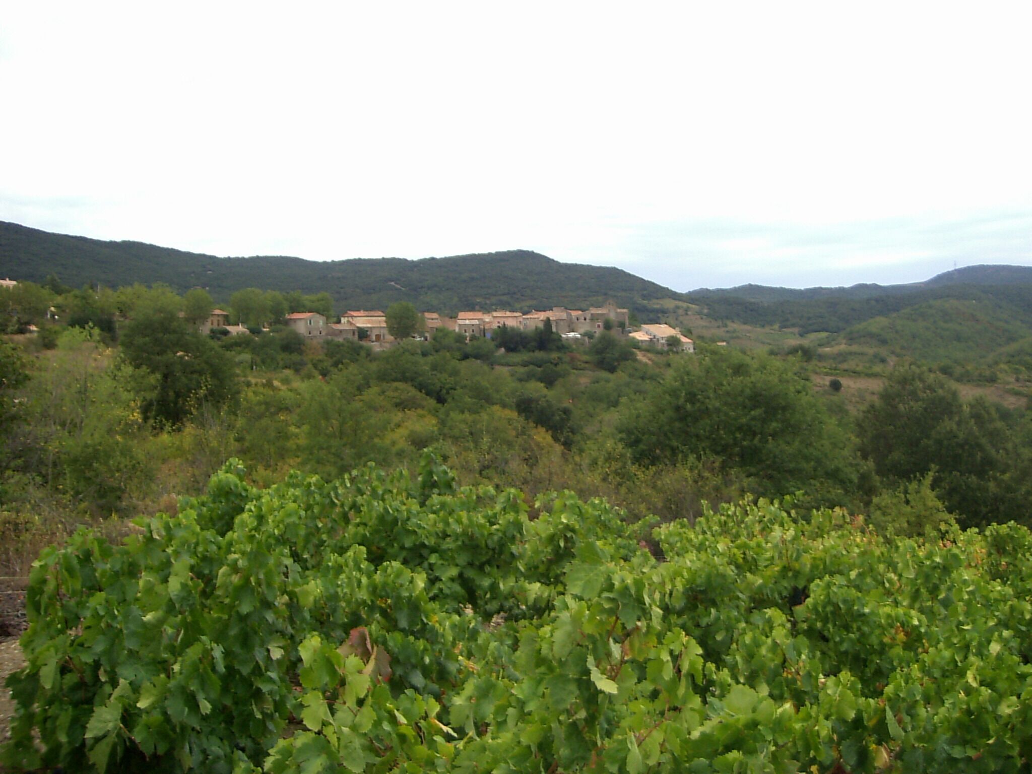 A vineyard with rows of grapevines in the foreground and a historic building complex in the background.