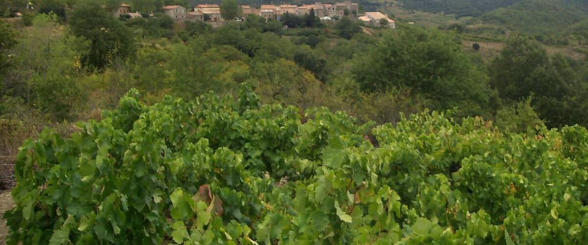 A vineyard with rows of grapevines in the foreground and a historic building complex in the background.